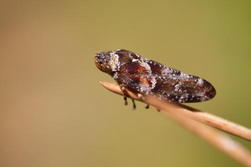 Aphrophora corticea